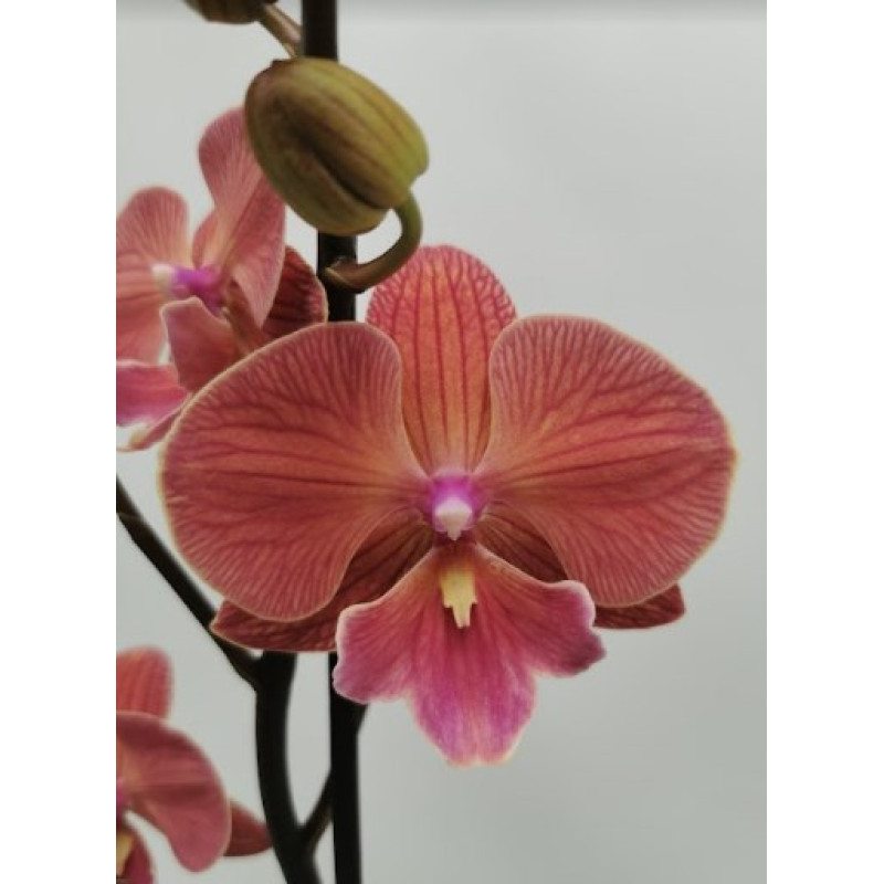 Орхiдея Phal. Hybrid №493 big lip - купити, доставка Україна